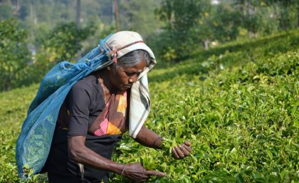 A Sri Lankan woman is pictured harvesting in a lush green crop